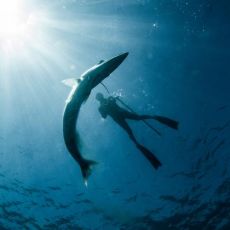 Spearfishing Caribe profile photo