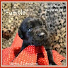 Scale Chaser Fishing Guide