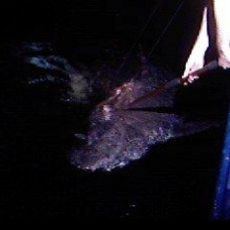 Vintage Fish Company