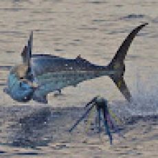 Pepi Alfonso profile photo