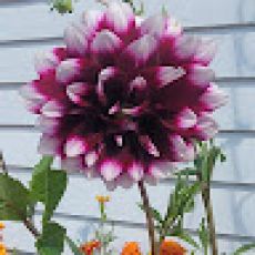 Six Shooter Charters LLC