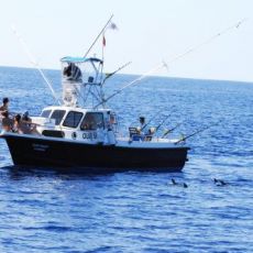 José Serrão profile photo