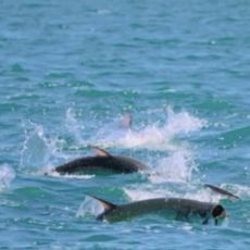 Jared Culbertson profile photo