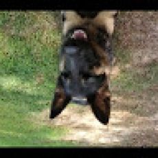 Marshland Expeditions