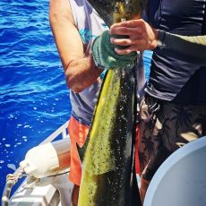 Nino Nicolas profile photo