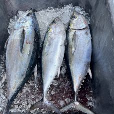 Big Buford Sportfishing profile photo