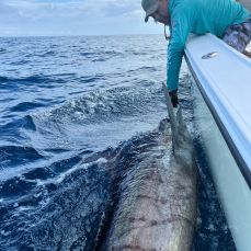 Felipe Araya Gonzalez profile photo